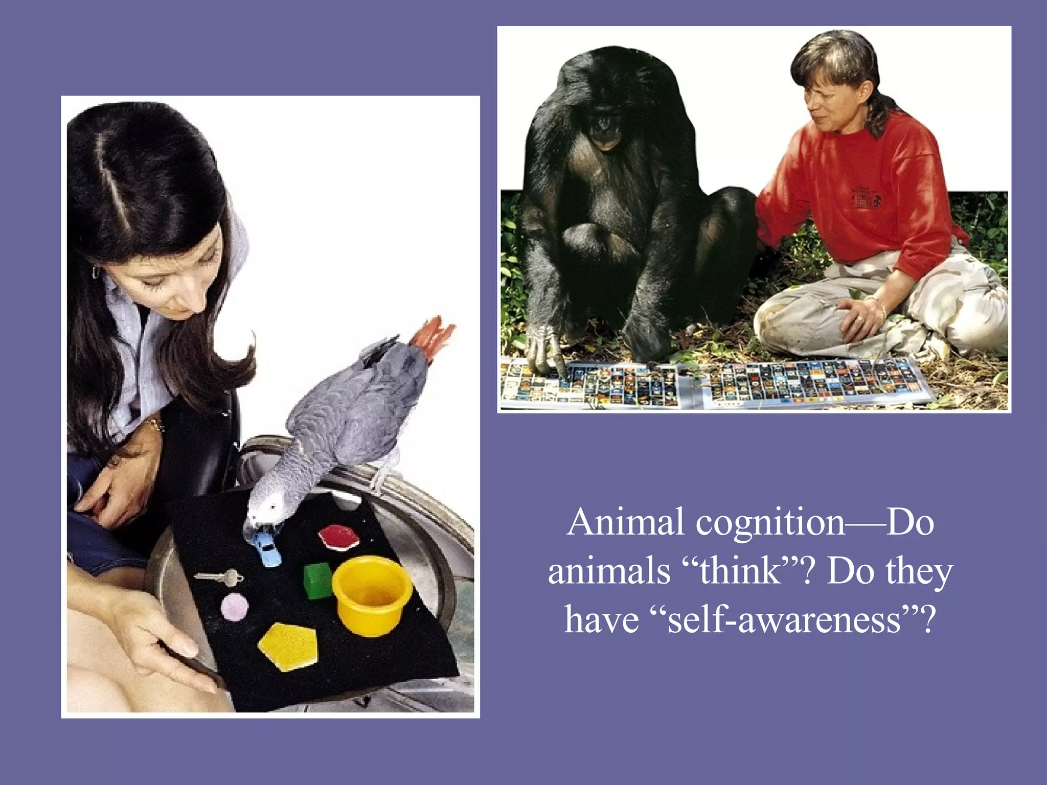 Animal cognition—Do animals “think”? Do they have “self-awareness”? 