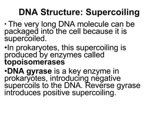 DNA Structure: Supercoiling The very long DNA molecule can be packaged into the cell because it is supercoiled. In prokaryotes, this supercoiling is produced by enzymes called  topoisomerases DNA gyrase  is a key enzyme in prokaryotes, introducing negative supercoils to the DNA. Reverse gyrase introduces positive supercoiling. 