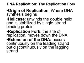 DNA Replication: The Replication Fork   Origin of Replication : Where  DNA synthesis begins  Helicase : unwinds the double helix and is stabilized by single-strand binding protein. Replication Fork : the site of replication, moves down the DNA.  Extension of the DNA:  occurs continuously on the leading strand but discontinuously on the lagging strand   
