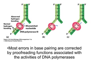 Most errors in base pairing are corrected by proofreading functions associated with the activities of DNA polymerases 