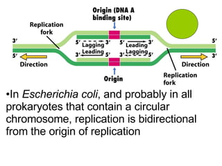 In  Escherichia coli , and probably in all prokaryotes that contain a circular chromosome, replication is bidirectional from the origin of replication  