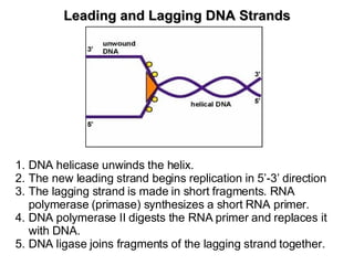 DNA helicase unwinds the helix.  The new leading strand begins replication in 5’-3’ direction The lagging strand is made in short fragments. RNA polymerase (primase) synthesizes a short RNA primer.  DNA polymerase II digests the RNA primer and replaces it with DNA.  DNA ligase joins fragments of the lagging strand together.  Leading and Lagging DNA Strands 