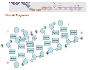 P adenine P cytosine guanine P P thymine guanine P P 5’ Okazaki Fragments P adenine P cytosine thymine 3’ P thymine P guanine adenine 3’ P thymine P guanine guanine 3’ 5’ P P thymine P guanine guanine 3’ 5’ P 