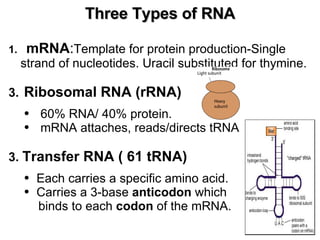 mRNA : Template for protein production-Single strand of nucleotides. Uracil substituted for thymine. Ribosomal RNA (rRNA) 60% RNA/ 40% protein.  mRNA attaches, reads/directs tRNA  3.  Transfer RNA ( 61 tRNA)  Each carries a specific amino acid.  Carries a 3-base  anticodon  which  binds to each  codon  of the mRNA. Three Types of RNA 