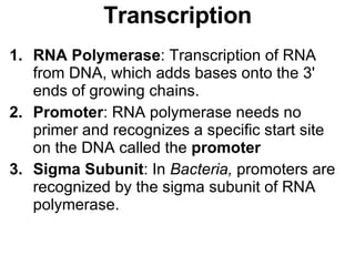 RNA Polymerase : Transcription of RNA from DNA, which adds bases onto the 3' ends of growing chains.  Promoter : RNA polymerase needs no primer and recognizes a specific start site on the DNA called the  promoter Sigma Subunit : In  Bacteria,  promoters are recognized by the sigma subunit of RNA polymerase.  Transcription 