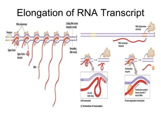 Elongation of RNA Transcript 