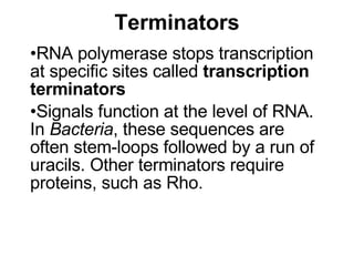 Terminators RNA polymerase stops transcription at specific sites called  transcription terminators Signals function at the level of RNA. In  Bacteria , these sequences are often stem-loops followed by a run of uracils. Other terminators require proteins, such as Rho. 