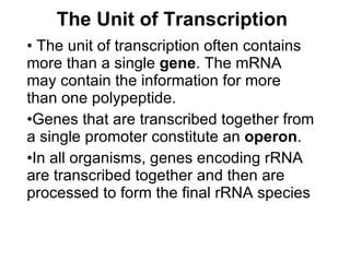 The Unit of Transcription The unit of transcription often contains more than a single  gene . The mRNA may contain the information for more than one polypeptide. Genes that are transcribed together from a single promoter constitute an  operon .  In all organisms, genes encoding rRNA are transcribed together and then are processed to form the final rRNA species 