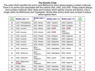 The Genetic Code  The codon AUG specifies the amino acid Methionine which always begins a protein molecule. There is no amino acid associated with the codons UAA, UAG, and UGA. These codons always end a protein molecule. Note: there are 6 codons which specify Leucine and Serine, only a single codon for Methionine and Tryptophan. All the other amino acids have at least 2 codons which specify them. First Letter   Middle Letter = U   Middle Letter = C   Middle Letter = A   Middle   Letter = G   Last Letter   U UUU - Phenylalanine  UCU - Serine  UAU - Tyrosine  UGU - Cysteine  U U UUC - Phenylalanine  UCC - Serine  UAC - Tyrosine  UGC - Cysteine  C U UUA - Leucine  UCA - Serine  UAA -  STOP   UGA -  STOP   A U UUG - Leucine  UCG - Serine  UAG -  STOP   UGG - Tryptophan  G C CUU - Leucine  CCU - Proline  CAU - Histidine  CGU - Argenine  U C CUC - Leucine  CCC - Proline  CAC - Histidine  CGC - Argenine  C C CUA - Leucine  CCA - Proline  CAA - Glutamine  CGA - Argenine  A C CUG - Leucine  CCG - Proline  CAG - Glutamine  CGG - Argenine  G A AUU - Isoleucine  ACU - Threonine  AAU - Asparagine  AGU - Serine  U A AUC - Isoleucine  ACC - Threonine  AAC - Asparagine  AGC - Serine  C A AUA - Isoleucine  ACA - Threonine  AAA - Lysine  AGA - Argenine  A A AUG - Methionine  - START   ACG - Threonine  AAG - Lysine  AGG - Argenine  G G GUU - Valine  GCU - Alanine  GAU - Aspartate  GGU - Glycine  U G GUC - Valine  GCC - Alanine  GAC - Aspartate  GGC - Glycine  C G GUA - Valine  GCA - Alanine  GAA - Glutamine  GGA - Glycine  A G GUG - Valine  GCG - Alanine  GAG - Glutamine  GGG - Glycine  G 