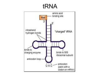 tRNA 