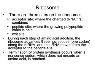 Ribosome There are three sites on the ribosome:  acceptor site: where the charged tRNA first combines peptide site: where the growing polypeptide chain is held. exit site . During each step of amino acid addition, the ribosome advances three nucleotides (one codon) along the mRNA, and the tRNA moves from the acceptor to the peptide site.  Termination of protein synthesis occurs when a nonsense codon, which does not encode an amino acid, is reached. 