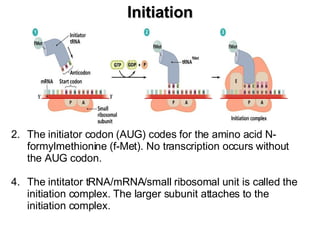 Initiation The initiator codon (AUG) codes for the amino acid N-formylmethionine (f-Met). No transcription occurs without the AUG codon.  The intitator tRNA/mRNA/small ribosomal unit is called the initiation complex. The larger subunit attaches to the initiation complex.  