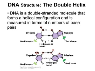 DNA  Structure : The Double Helix DNA is a double-stranded molecule that forms a helical configuration and is measured in terms of numbers of base pairs 