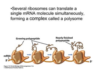 Several ribosomes can translate a single mRNA molecule simultaneously, forming a  complex  called a polysome 
