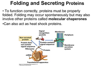 Folding and Secreting  Proteins To function correctly, proteins must be properly folded. Folding may occur spontaneously but may also involve other proteins called  molecular chaperones Can also act as heat shock proteins. 