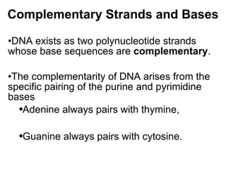 Complementary Strands and Bases DNA exists as two polynucleotide strands whose base sequences are  complementary .  The complementarity of DNA arises from the specific pairing of the purine and pyrimidine bases  Adenine always pairs with thymine,  Guanine always pairs with cytosine. 