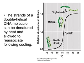 The strands of a double-helical DNA molecule can be denatured by heat and allowed to reassociate following cooling. 