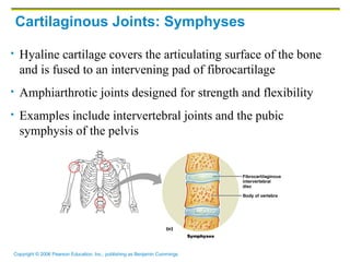 Cartilaginous Joints: Symphyses Hyaline cartilage covers the articulating surface of the bone and is fused to an intervening pad of fibrocartilage Amphiarthrotic joints designed for strength and flexibility Examples include intervertebral joints and the pubic symphysis of the pelvis 