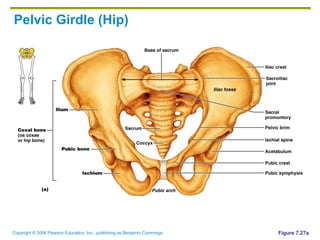 Pelvic Girdle (Hip) Figure 7.27a 