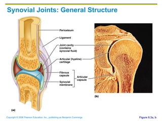 Synovial Joints: General Structure Figure 8.3a, b 