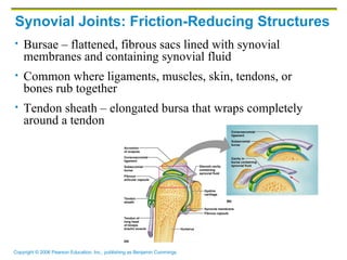 Synovial Joints: Friction-Reducing Structures Bursae – flattened, fibrous sacs lined with synovial membranes and containing synovial fluid Common where ligaments, muscles, skin, tendons, or bones rub together Tendon sheath – elongated bursa that wraps completely around a tendon 
