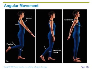 Angular Movement Figure 8.5b 