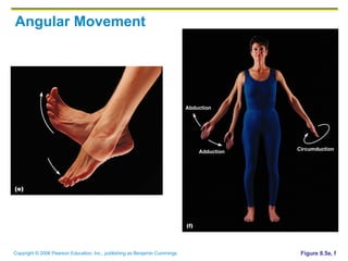 Angular Movement Figure 8.5e, f 