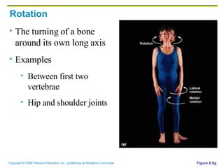 Rotation The turning of a bone around its own long axis Examples Between first two vertebrae Hip and shoulder joints Figure 8.5g 