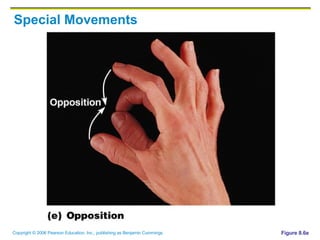 Special Movements Figure 8.6e 