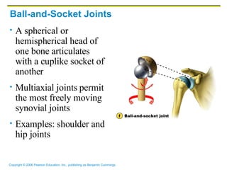 Ball-and-Socket Joints A spherical or hemispherical head of one bone articulates with a cuplike socket of another Multiaxial joints permit the most freely moving synovial joints Examples: shoulder and hip joints 