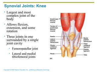 Synovial Joints: Knee Largest and most complex joint of the body Allows flexion, extension, and some rotation Three joints in one surrounded by a single joint cavity Femoropatellar joint Lateral and medial tibiofemoral joints 