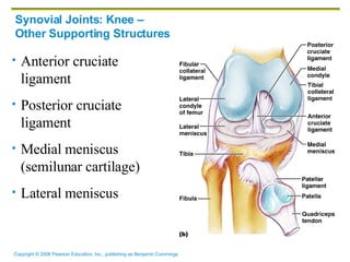 Synovial Joints: Knee –  Other Supporting Structures Anterior cruciate ligament Posterior cruciate ligament Medial meniscus (semilunar cartilage) Lateral meniscus 
