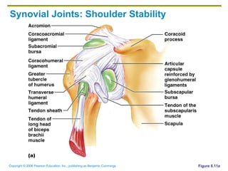 Synovial Joints: Shoulder Stability Figure 8.11a 