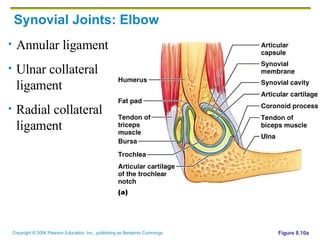 Synovial Joints: Elbow Annular ligament Ulnar collateral ligament Radial collateral ligament Figure 8.10a 
