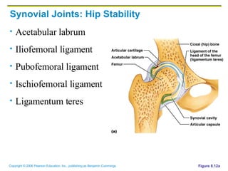 Synovial Joints: Hip Stability Acetabular labrum Iliofemoral ligament Pubofemoral ligament Ischiofemoral ligament Ligamentum teres Figure 8.12a 