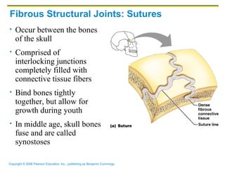 Fibrous Structural Joints: Sutures Occur between the bones of the skull Comprised of interlocking junctions completely filled with connective tissue fibers Bind bones tightly together, but allow for growth during youth In middle age, skull bones fuse and are called synostoses 