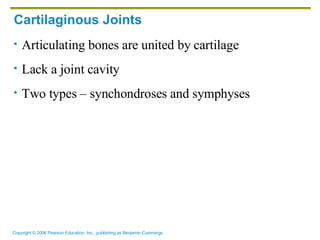 Cartilaginous Joints Articulating bones are united by cartilage Lack a joint cavity Two types – synchondroses and symphyses 