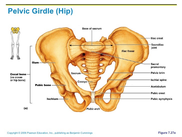 Figure 5 11 is a diagram of the articulated pelvis
