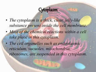 Cytoplasm
• The cytoplasm is a thick, clear, jelly-like
substance present inside the cell membrane.
• Most of the chemical reactions within a cell
take place in this cytoplasm.
• The cell organelles such as endoplasmic
reticulum, vacuoles, mitochondria,
ribosomes, are suspended in this cytoplasm.
 