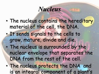 Nucleus
• The nucleus contains the hereditary
material of the cell, the DNA.
• It sends signals to the cells to
grow, mature, divide and die.
• The nucleus is surrounded by the
nuclear envelope that separates the
DNA from the rest of the cell.
• The nucleus protects the DNA and
is an integral component of a plant’s
 