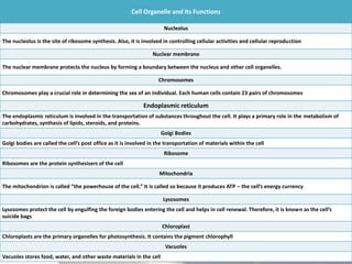 Cell Organelle and its Functions
Nucleolus
The nucleolus is the site of ribosome synthesis. Also, it is involved in controlling cellular activities and cellular reproduction
Nuclear membrane
The nuclear membrane protects the nucleus by forming a boundary between the nucleus and other cell organelles.
Chromosomes
Chromosomes play a crucial role in determining the sex of an individual. Each human cells contain 23 pairs of chromosomes
Endoplasmic reticulum
The endoplasmic reticulum is involved in the transportation of substances throughout the cell. It plays a primary role in the metabolism of
carbohydrates, synthesis of lipids, steroids, and proteins.
Golgi Bodies
Golgi bodies are called the cell’s post office as it is involved in the transportation of materials within the cell
Ribosome
Ribosomes are the protein synthesisers of the cell
Mitochondria
The mitochondrion is called “the powerhouse of the cell.” It is called so because it produces ATP – the cell’s energy currency
Lysosomes
Lysosomes protect the cell by engulfing the foreign bodies entering the cell and helps in cell renewal. Therefore, it is known as the cell’s
suicide bags
Chloroplast
Chloroplasts are the primary organelles for photosynthesis. It contains the pigment chlorophyll
Vacuoles
Vacuoles stores food, water, and other waste materials in the cell
 