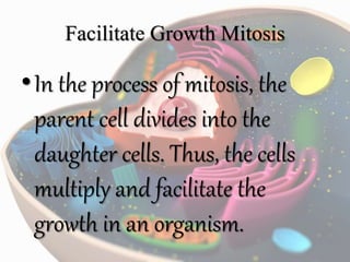 Facilitate Growth Mitosis
•In the process of mitosis, the
parent cell divides into the
daughter cells. Thus, the cells
multiply and facilitate the
growth in an organism.
 