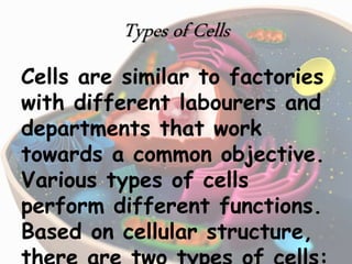Types of Cells
Cells are similar to factories
with different labourers and
departments that work
towards a common objective.
Various types of cells
perform different functions.
Based on cellular structure,
 