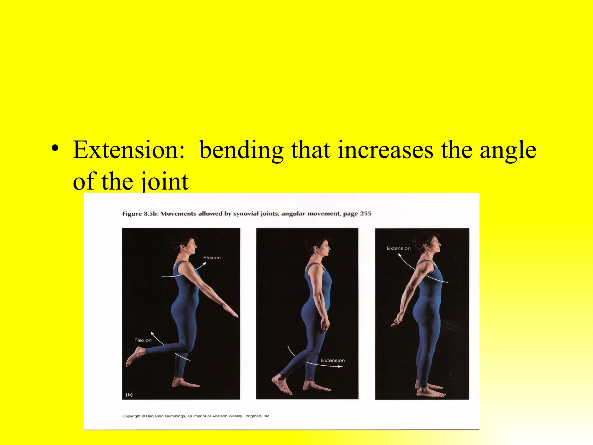 Extension: bending that increases the angle of the joint