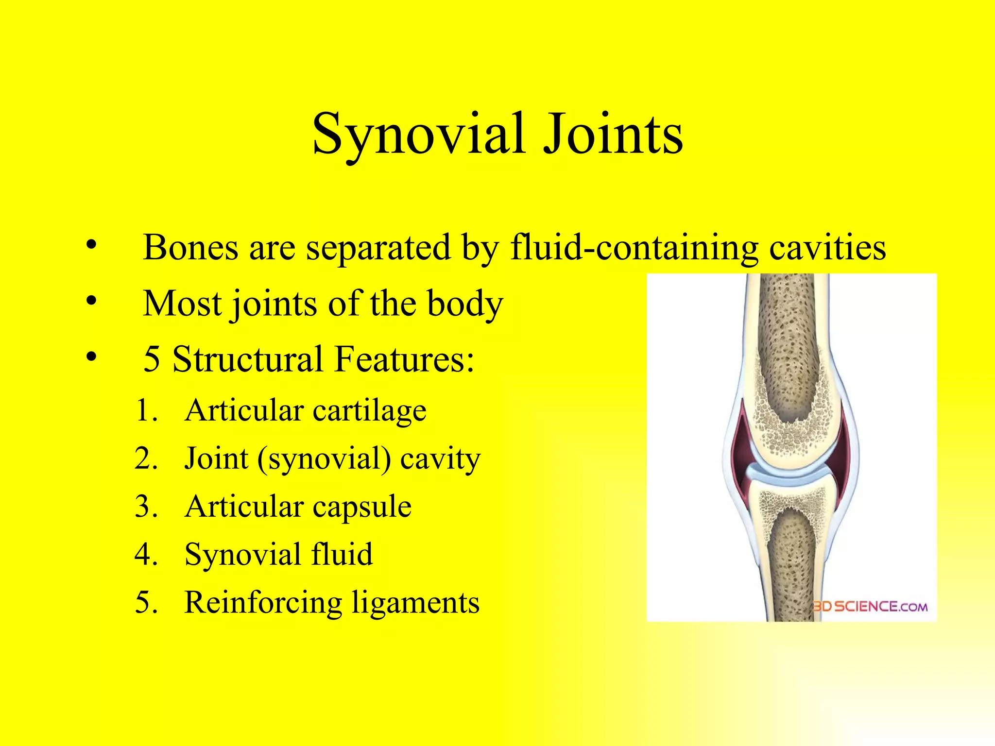 Synovial Joints Bones are separated by fluid-containing cavities Most joints of the body 5 Structural Features: Articular cartilage Joint (synovial) cavity Articular capsule Synovial fluid Reinforcing ligaments