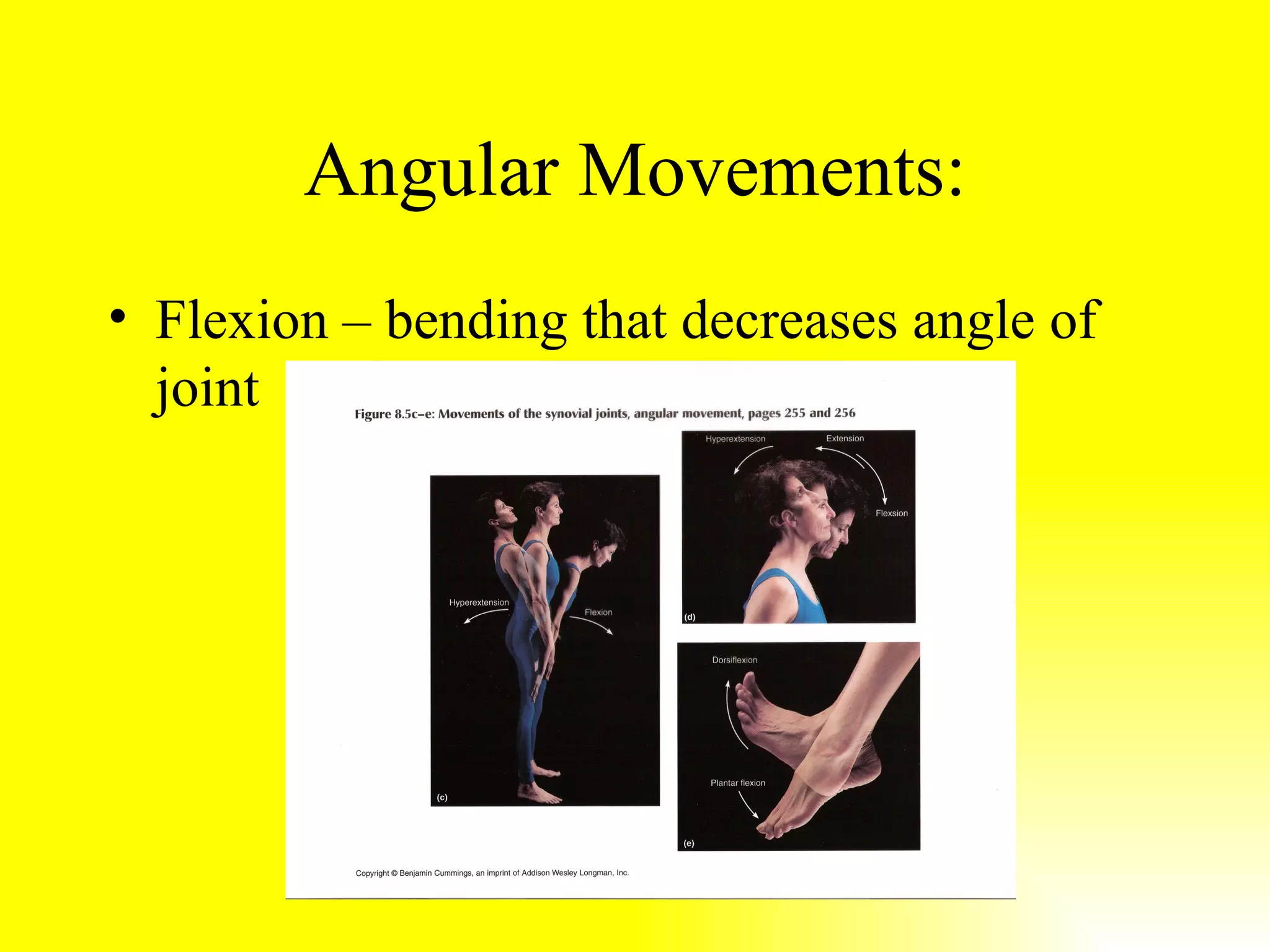 Angular Movements: Flexion – bending that decreases angle of joint