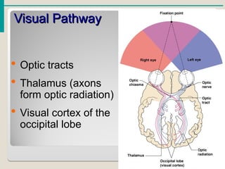 chapter-8-pptsenses-1-160217162234.ppt Special sences | PPT