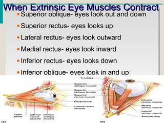 When Extrinsic Eye Muscles ContractWhen Extrinsic Eye Muscles Contract
•Superior oblique- eyes look out and down
•Superior rectus- eyes looks up
•Lateral rectus- eyes look outward
•Medial rectus- eyes look inward
•Inferior rectus- eyes looks down
•Inferior oblique- eyes look in and up
 