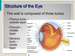 Structure of the EyeStructure of the Eye
• The wall is composed of three tunics
• Fibrous tunic –
outside layer
• Choroid –
middle
layer
• Sensory
tunic –
inside
layer
 
