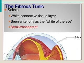 The Fibrous TunicThe Fibrous Tunic
• Sclera
•White connective tissue layer
•Seen anteriorly as the “white of the eye”
•Semi-transparent
 